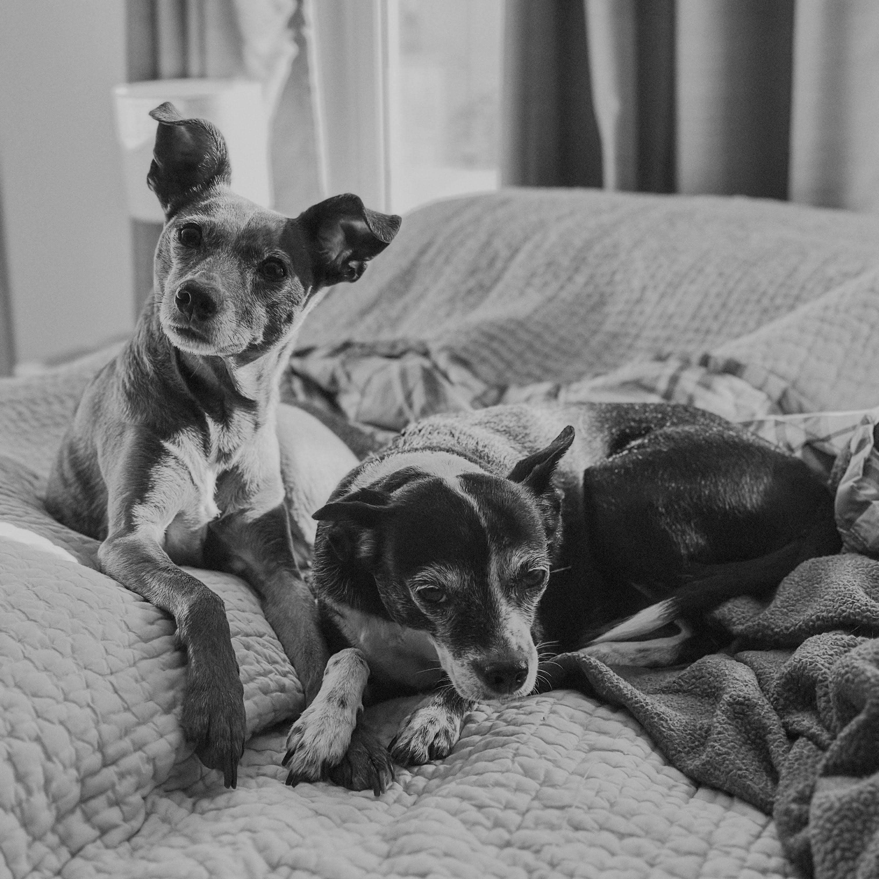 two sweet puppies